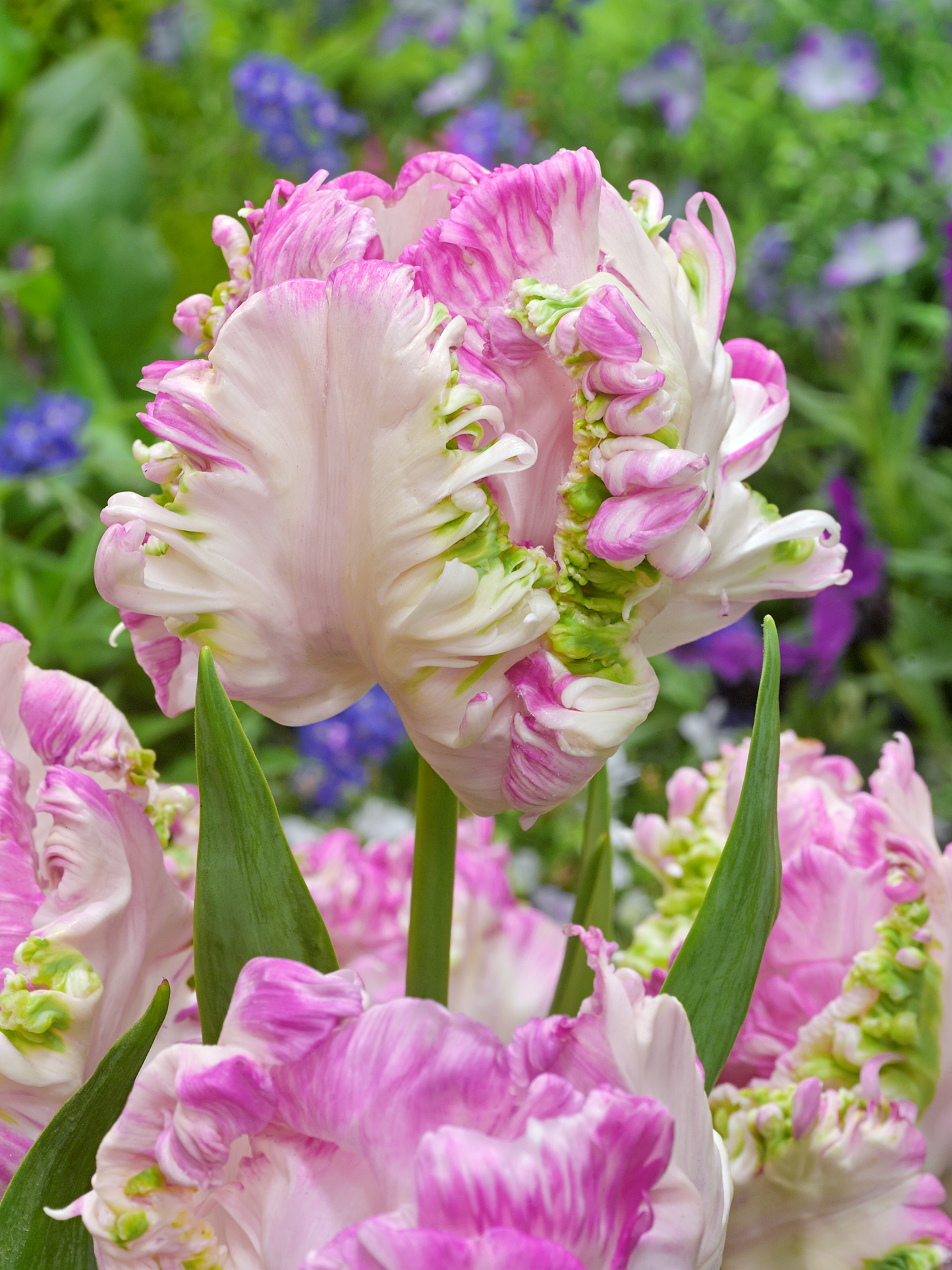 Tulip Bulbs Cabanna Parrot Blooms Species Growing Bonsai Roots Rhizomes Corms Tubers Potted Planting Reblooming Fragrant Garden Flower Seeds Plant