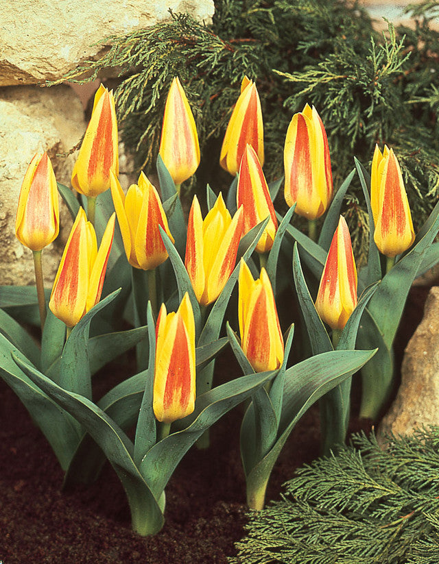 Tulip Bulbs Giuseppe Verdi Blooms Species Growing Bonsai Roots Rhizomes Corms Tubers Potted Planting Reblooming Fragrant Garden Flower Seeds Plant