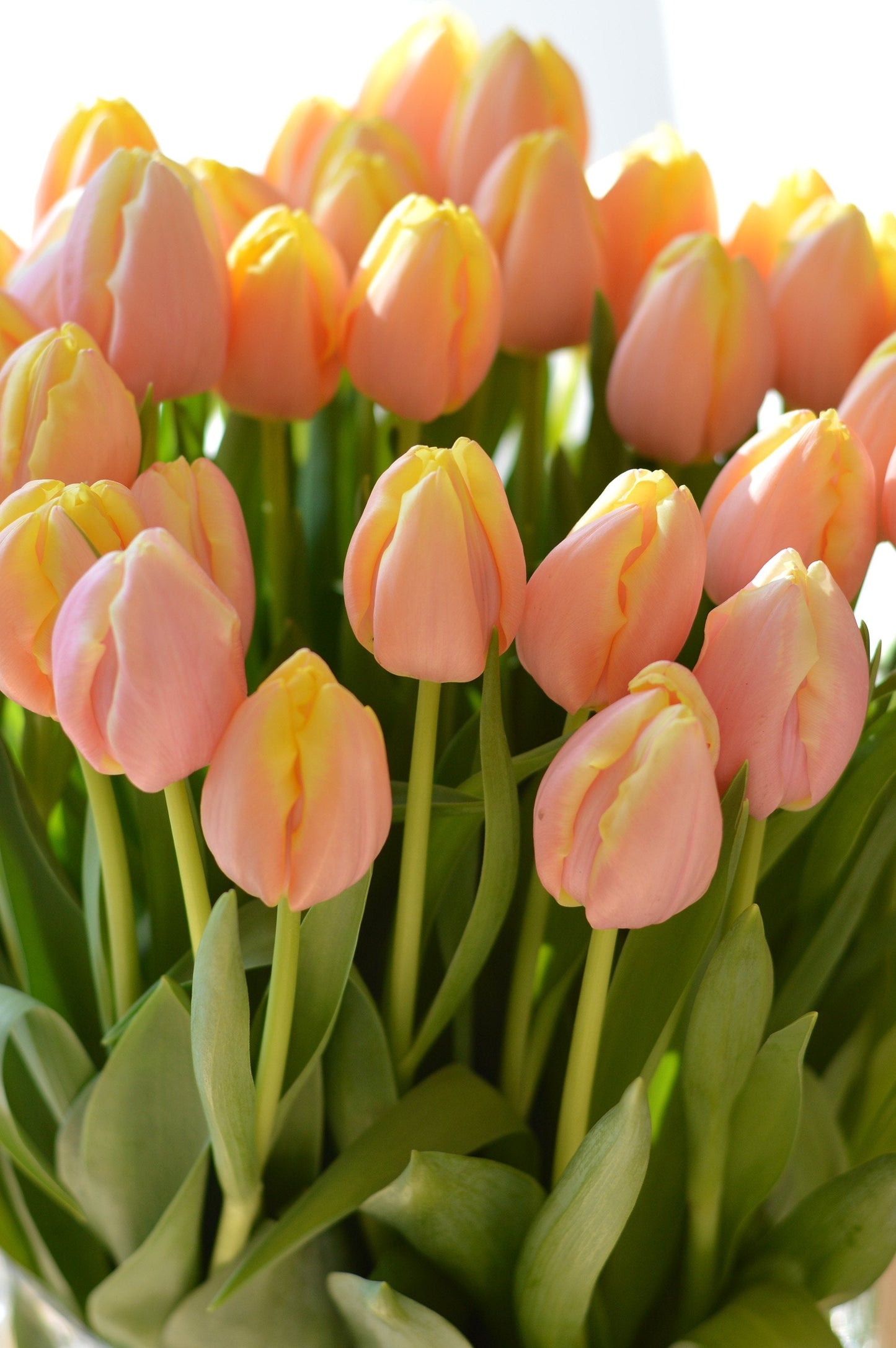 Tulip Bulbs Mango Charmu Blooms Species Growing Bonsai Roots Rhizomes Corms Tubers Potted Planting Reblooming Fragrant Garden Flower Seeds Plant