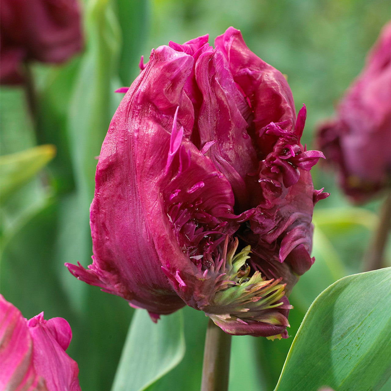 Tulip Parrot Prince 11/12cm Bulbs Blooms Species Growing Bonsai Roots Rhizomes Corms Tubers Potted Planting Reblooming Fragrant Garden Flower Seeds Plant
