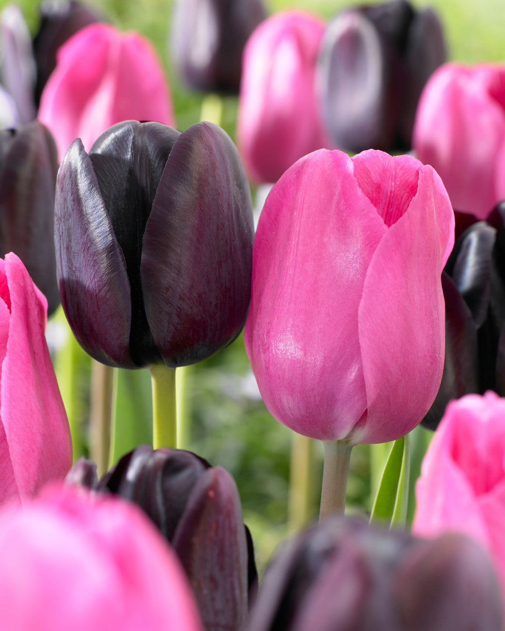 Tulip Bulbs Queen of Night Blooms Species Growing Bonsai Bulbs Roots Rhizomes Corms Tubers Potted Planting Reblooming Fragrant Garden Flower Seeds Plant