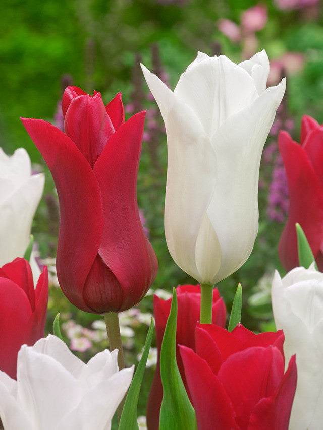 Tulip Red Shine Blooms Species Growing Bonsai Roots Rhizomes Corms Tubers Potted Planting Reblooming Fragrant Garden Flower Seeds Plant