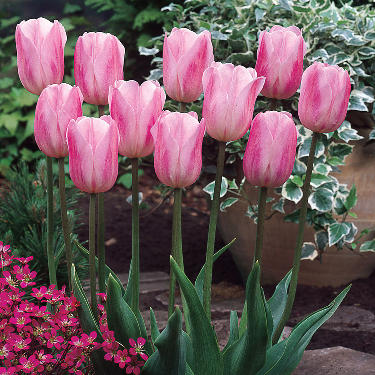 Tulip Bulbs Rosalie Blooms Species Growing Bonsai Roots Rhizomes Corms Tubers Potted Planting Reblooming Fragrant Garden Flower Seeds Plant
