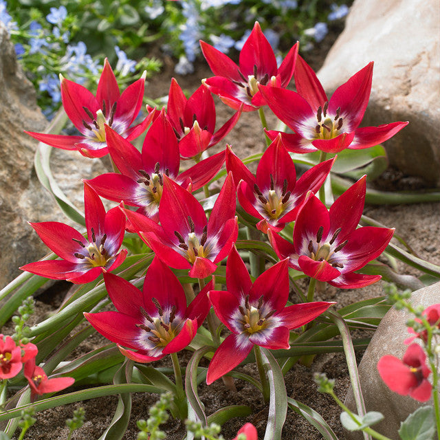 Species Collection Tulip Bulbs Blooms Species Growing Bonsai Roots Rhizomes Corms Tubers Potted Planting Reblooming Fragrant Garden Flower Seeds Plant