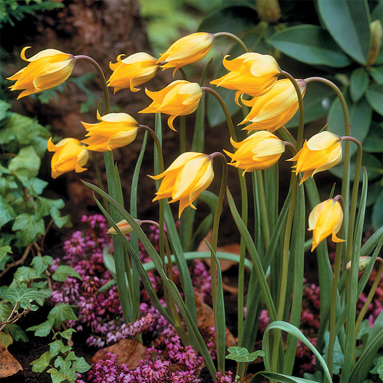 Sylvestris Tulip Bulbs Blooms Species Growing Bonsai Roots Rhizomes Corms Tubers Potted Planting Reblooming Fragrant Garden Flower Seeds Plant