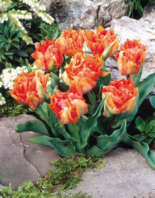 William Of Orange Tulip Bulbs Blooms Species Growing Bonsai Roots Rhizomes Corms Tubers Potted Planting Reblooming Fragrant Garden Flower Seeds Plant