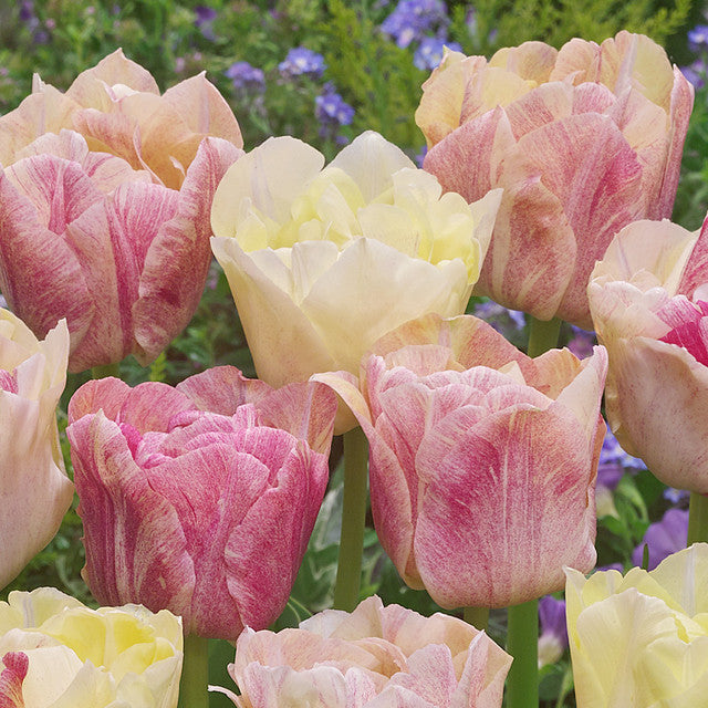 Tulip Bulbs Silk Road Blooms Species Growing Bonsai Roots Rhizomes Corms Tubers Potted Planting Reblooming Fragrant Garden Flower Seeds Plant