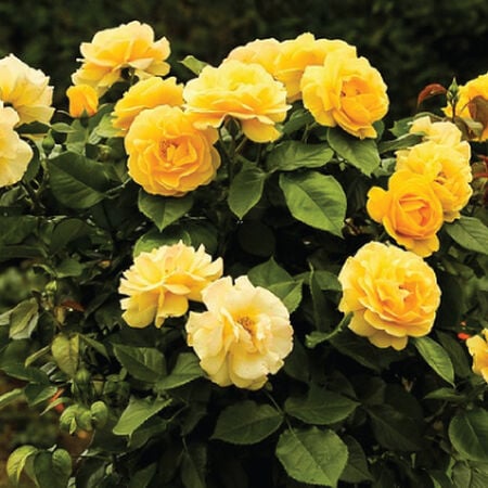 Yellow Bush Rose Seedlings Flower Seeds Perennial Growing Bonsai Corms Tubers Potted Planting Reblooming Fragrant Garden Roots Rhizomes Species Blooms Plant Bulbs Gardening Tree