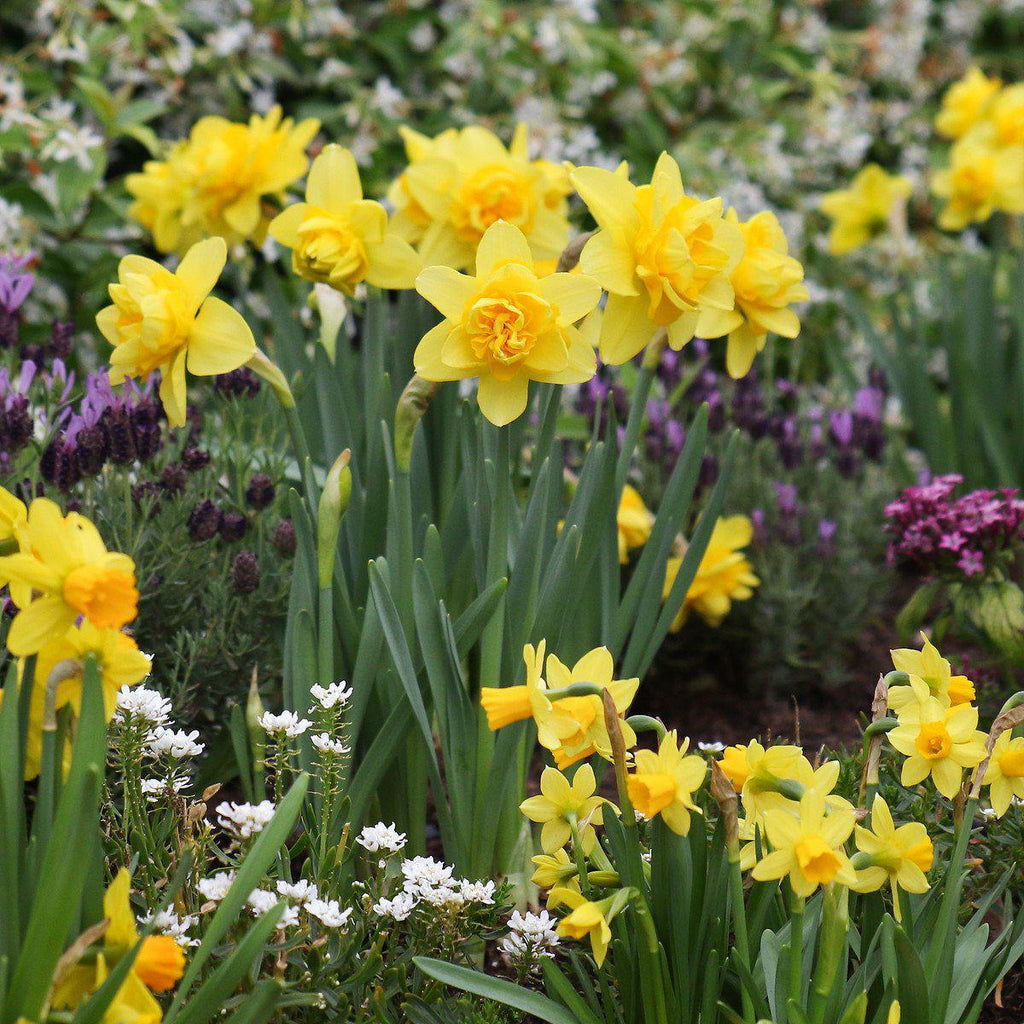 Yellow Cheerfulness Daffodil Narcissus Bulbs Blooms Species Growing Bonsai Roots Rhizomes Corms Tubers Potted Planting Reblooming Fragrant Garden Flower Seeds Plant