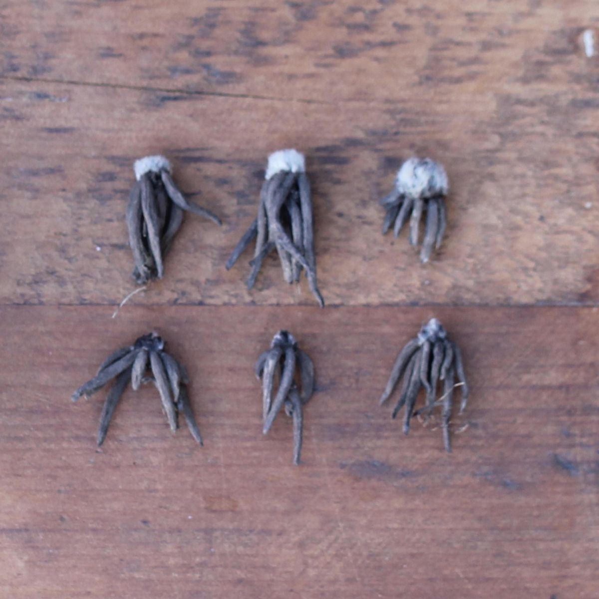 Ranunculus White Corms Bulbs Growing Bonsai Roots Rhizomes Tubers Potted Planting Reblooming Fragrant Garden Species Blooms Flower Seeds Plant Gardening