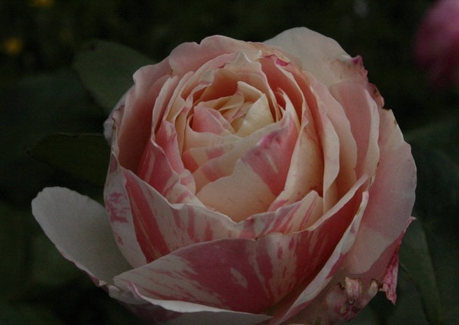Billet Doux Rose Seedlings Flower Seeds Perennial Growing Bonsai Corms Tubers Potted Planting Reblooming Fragrant Garden Roots Rhizomes Species Blooms Plant Bulbs Gardening Tree
