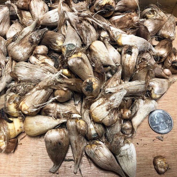 Single Mix Freesia Bulbs Growing Bonsai Roots Rhizomes Corms Tubers Potted Planting Reblooming Fragrant Garden Species Blooms Flower Seeds Plant Gardening