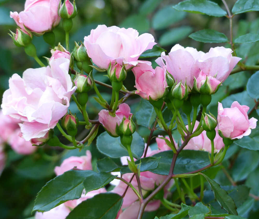 Berenice Rose Seedlings Flower Seeds Perennial Growing Bonsai Corms Tubers Potted Planting Reblooming Fragrant Garden Roots Rhizomes Species Blooms Plant Bulbs Gardening Tree