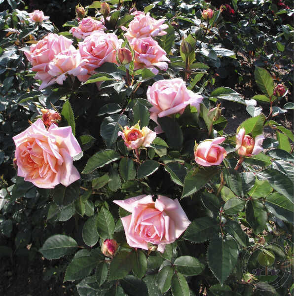 Belle du saner Rose Seedlings Flower Seeds Perennial Growing Bonsai Corms Tubers Potted Planting Reblooming Fragrant Garden Roots Rhizomes Species Blooms Plant Bulbs Gardening Tree
