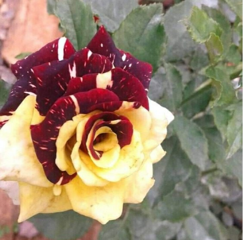 rose bulbs seeds Abradabra Rose Seedlings Flower Seeds Perennial Growing Bonsai Corms – Easytogrowbulb