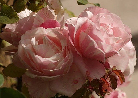 Billet Doux Rose Seedlings Flower Seeds Perennial Growing Bonsai Corms Tubers Potted Planting Reblooming Fragrant Garden Roots Rhizomes Species Blooms Plant Bulbs Gardening Tree