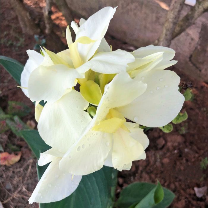 Alaska Canna Bulbs Perennial Growing Bonsai Roots Rhizomes Corms Tubers Potted Planting Reblooming Fragrant Garden Species Blooms Flower Seeds Plant Gardening