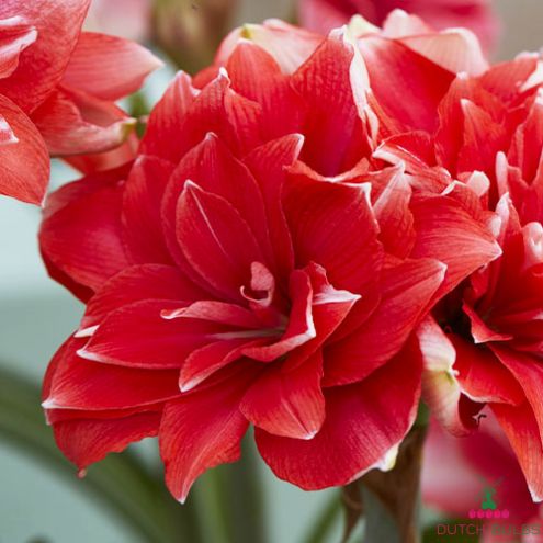 Amaryllis (Hippeastrum) Double Dream Blooms Species Growing Bonsai Bulbs Roots Rhizomes Corms Tubers Potted Planting Reblooming Fragrant Garden Flower Seeds Plant Size 12-16cm