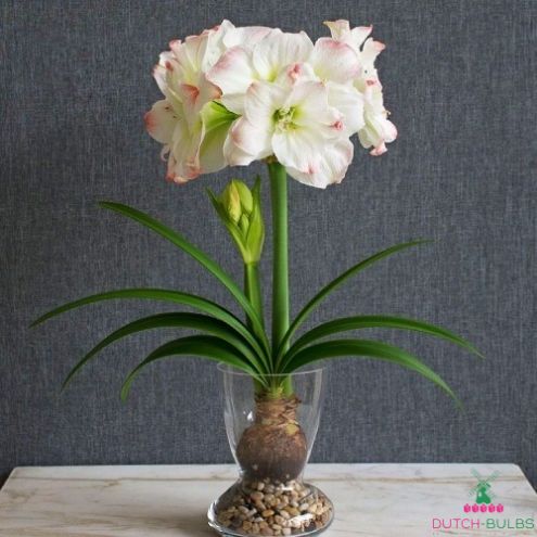 Amaryllis (Hippeastrum) Amadeus Candy Blooms Species Growing Bonsai Bulbs Roots Rhizomes Corms Tubers Potted Planting Reblooming Fragrant Garden Flower Seeds Plant Size 12-16cm