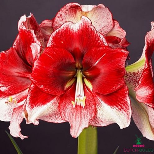 Amaryllis (Hippeastrum) American Dream Blooms Species Growing Bonsai Bulbs Roots Rhizomes Corms Tubers Potted Planting Reblooming Fragrant Garden Flower Seeds Plant Size 12-16cm