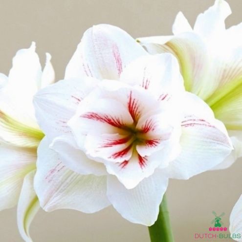 Amaryllis (Hippeastrum) Aquaro Blooms Species Growing Bonsai Bulbs Roots Rhizomes Corms Tubers Potted Planting Reblooming Fragrant Garden Flower Seeds Plant Size 12-16cm