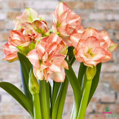 Amaryllis (Hippeastrum) Beautiful Emotion Blooms Species Growing Bonsai Bulbs Roots Rhizomes Corms Tubers Potted Planting Reblooming Fragrant Garden Flower Seeds Plant Size 12-16cm
