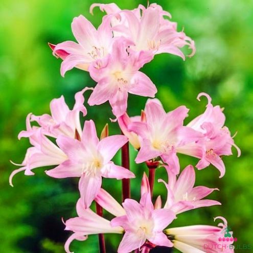 Amaryllis (Hippeastrum) Belladonna Blooms Species Growing Bonsai Bulbs Roots Rhizomes Corms Tubers Potted Planting Reblooming Fragrant Garden Flower Seeds Plant Size 12-16cm