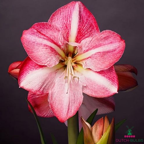 Amaryllis (Hippeastrum) Blossom Grandise Blooms Species Growing Bonsai Bulbs Roots Rhizomes Corms Tubers Potted Planting Reblooming Fragrant Garden Flower Seeds Plant Size 12-16cm