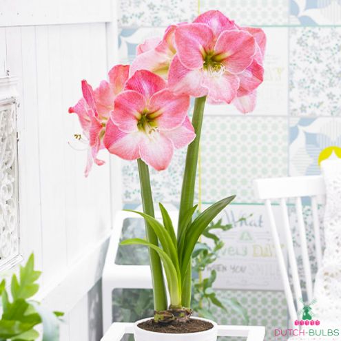 Amaryllis (Hippeastrum) Caprice Blooms Species Growing Bonsai Bulbs Roots Rhizomes Corms Tubers Potted Planting Reblooming Fragrant Garden Flower Seeds Plant Size 12-16cm