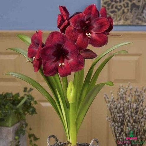 Amaryllis (Hippeastrum) Carmen Blooms Species Growing Bonsai Bulbs Roots Rhizomes Corms Tubers Potted Planting Reblooming Fragrant Garden Flower Seeds Plant Size 12-16cm