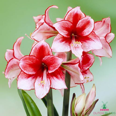 Amaryllis (Hippeastrum) Charisma Blooms Species Growing Bonsai Bulbs Roots Rhizomes Corms Tubers Potted Planting Reblooming Fragrant Garden Flower Seeds Plant Size 12-16cm