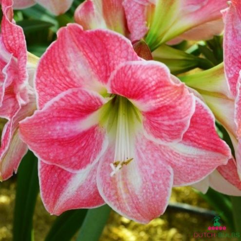 Amaryllis (Hippeastrum) Cherry Blossom Blooms Species Growing Bonsai Bulbs Roots Rhizomes Corms Tubers Potted Planting Reblooming Fragrant Garden Flower Seeds Plant Size 12-16cm
