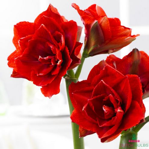 Amaryllis (Hippeastrum) Cherry Nymph Size 12-16cm