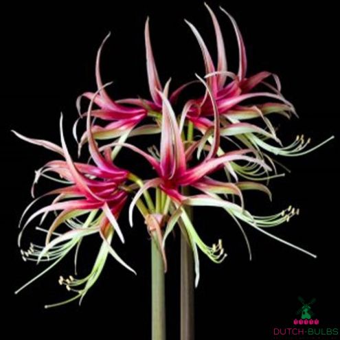 Amaryllis (Hippeastrum) Chico Blooms Species Growing Bonsai Bulbs Roots Rhizomes Corms Tubers Potted Planting Reblooming Fragrant Garden Flower Seeds Plant Size 12-16cm