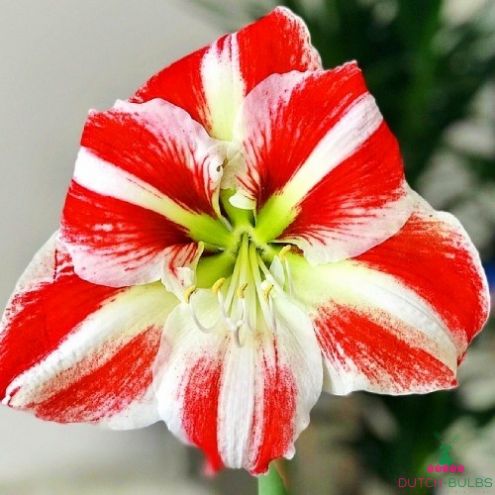 Amaryllis (Hippeastrum) Clown Blooms Species Growing Bonsai Bulbs Roots Rhizomes Corms Tubers Potted Planting Reblooming Fragrant Garden Flower Seeds Plant Size 12-16cm