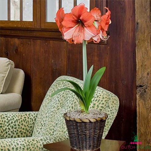 Amaryllis (Hippeastrum) Coral Beach Blooms Species Growing Bonsai Bulbs Roots Rhizomes Corms Tubers Potted Planting Reblooming Fragrant Garden Flower Seeds Plant Size 12-16cm