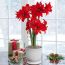 Amaryllis (Hippeastrum) Double Delicious Blooms Species Growing Bonsai Bulbs Roots Rhizomes Corms Tubers Potted Planting Reblooming Fragrant Garden Flower Seeds Plant Size 12-16cm