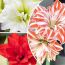 Amaryllis (Hippeastrum) Double Mix Blooms Species Growing Bonsai Bulbs Roots Rhizomes Corms Tubers Potted Planting Reblooming Fragrant Garden Flower Seeds Plant Size 12-16cm