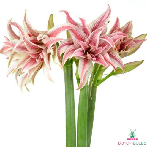 Amaryllis (Hippeastrum) Doublet Blooms Species Growing Bonsai Bulbs Roots Rhizomes Corms Tubers Potted Planting Reblooming Fragrant Garden Flower Seeds Plant Size 12-16cm