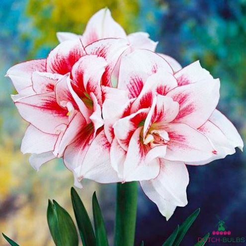 Amaryllis (Hippeastrum) Elvas Blooms Species Growing Bonsai Bulbs Roots Rhizomes Corms Tubers Potted Planting Reblooming Fragrant Garden Flower Seeds Plant Size 12-16cm