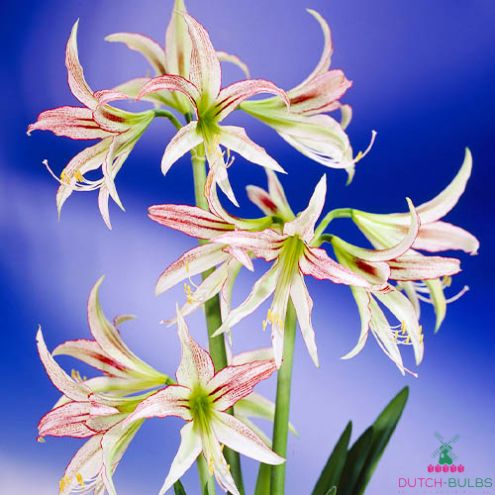 Amaryllis (Hippeastrum) Emerald Blooms Species Growing Bonsai Bulbs Roots Rhizomes Corms Tubers Potted Planting Reblooming Fragrant Garden Flower Seeds Plant Size 12-16cm