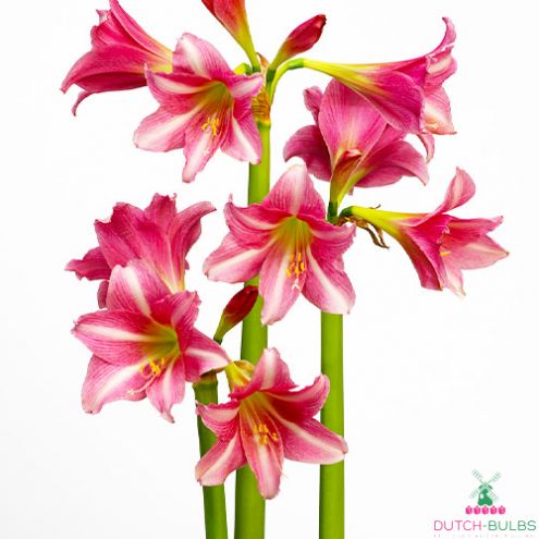 Amaryllis (Hippeastrum) Estella Blooms Species Growing Bonsai Bulbs Roots Rhizomes Corms Tubers Potted Planting Reblooming Fragrant Garden Flower Seeds Plant Size 12-16cm