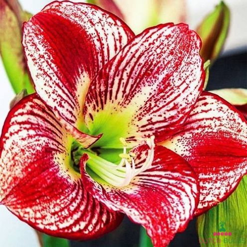 Amaryllis (Hippeastrum) Flamenco Queen Blooms Species Growing Bonsai Bulbs Roots Rhizomes Corms Tubers Potted Planting Reblooming Fragrant Garden Flower Seeds Plant Size 12-16cm