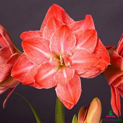 Amaryllis (Hippeastrum) Flamingo Amadeus Blooms Species Growing Bonsai Bulbs Roots Rhizomes Corms Tubers Potted Planting Reblooming Fragrant Garden Flower Seeds Plant Size 12-16cm