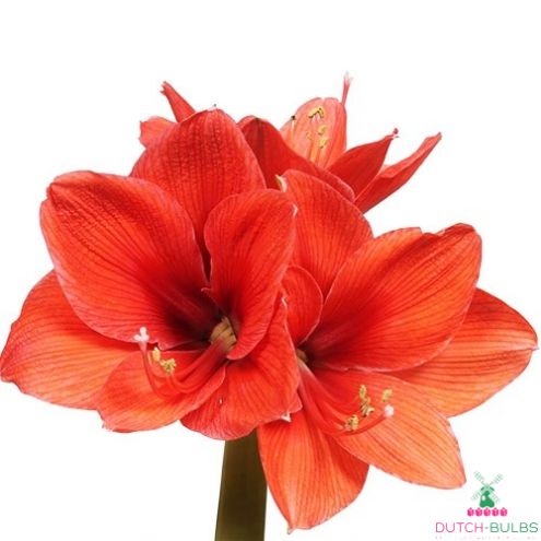 Amaryllis (Hippeastrum) Gold Medal Blooms Species Growing Bonsai Bulbs Roots Rhizomes Corms Tubers Potted Planting Reblooming Fragrant Garden Flower Seeds Plant Size 12-16cm