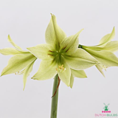 Amaryllis/Hippeastrum Green Valley Blooms Species Growing Bonsai Bulbs Roots Rhizomes Corms Tubers Potted Planting Reblooming Fragrant Garden Flower Seeds Plant Size 12-16cm