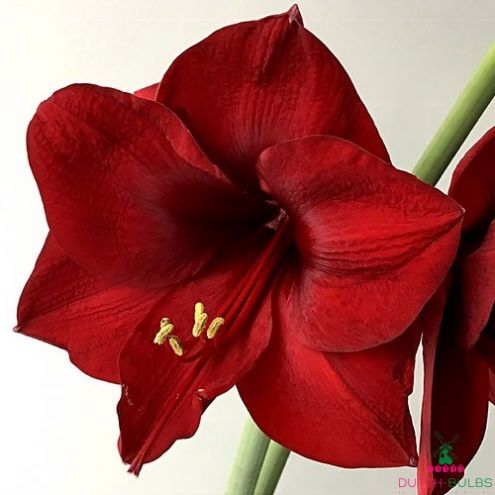 Amaryllis (Hippeastrum) Mandela Blooms Species Growing Bonsai Bulbs Roots Rhizomes Corms Tubers Potted Planting Reblooming Fragrant Garden Flower Seeds Plant Size 12-16cm