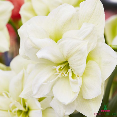 Amaryllis (Hippeastrum) Marilyn Blooms Species Growing Bonsai Bulbs Roots Rhizomes Corms Tubers Potted Planting Reblooming Fragrant Garden Flower Seeds Plant Size 12-16cm