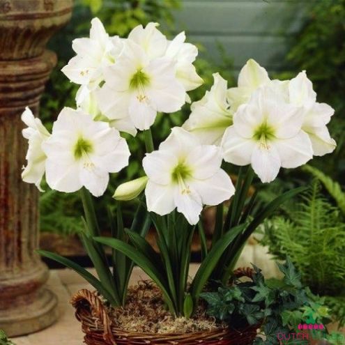 AMARYLLIS BULBS Blooms Species Growing Bonsai Bulbs Roots Rhizomes Corms Tubers Potted Planting Reblooming Fragrant Garden Flower Seeds Plant Size 12-16cm