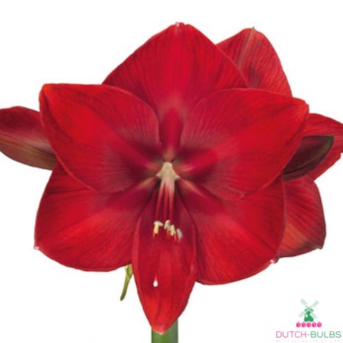 Amaryllis (Hippeastrum) Moulin Rouge Blooms Species Growing Bonsai Bulbs Roots Rhizomes Corms Tubers Potted Planting Reblooming Fragrant Garden Flower Seeds Plant Size 12-16cm